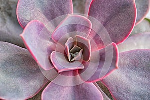 Pink succulent plant close up. Macro. Beautiful floral background