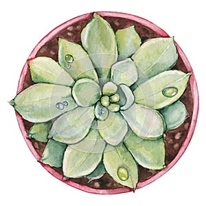 Pink succulent plant, greenery cactus, tropical plants with dew drops in a ceramic ethnic pot. Hand drawn watercolor illustration