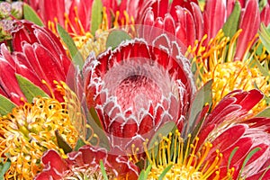 Pink sugar bush protea flower, close up with pin cushion protea