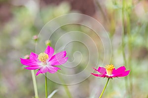 Pink Sulfur Cosmos flowers blooming on a garden plant blurred green leaves in the backdrop, bokeh from incoming light perfect as