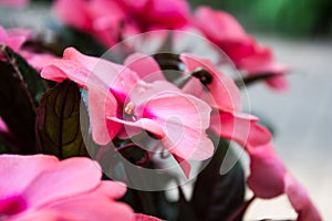 Pink Summer flowers