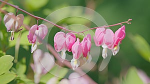 Pink summer flowers with colorful heart shaped petals. Oddly shaped, dicentra formosa blooming in the garden. Slow