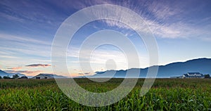 Beautiful early summer sunrise over corn field