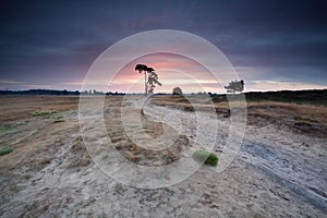 Pink summer sunrise over sand dunes