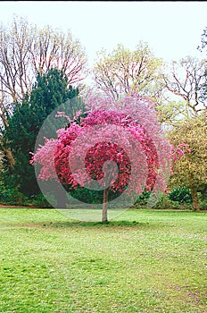 Pink Summer Tree - Portra 400 Film