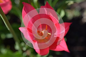 Pink Sunlight Tulip Sunlight and Shadow