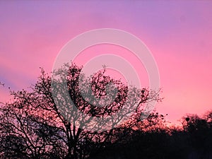 Pink Sunset