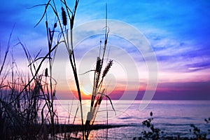 Pink sunset, blue sky, purple sea, grass silhouette closeup on blurred watercolor sunrise background, quiet ocean beach landscape