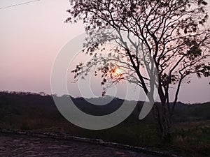 Pink Sunset with dark tree