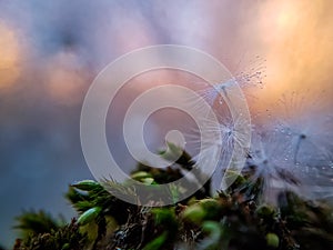 Pink sunset, fluff with a Dewdrop on the background of a pink sunset