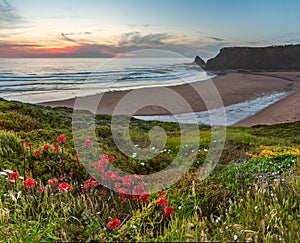 Pink sunset ocean scenery with flowers blossoming on summer Odeceixe beach Aljezur, Algarve, Portugal