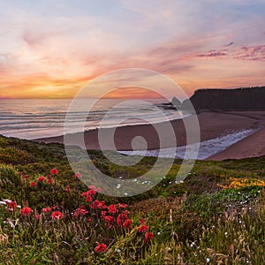 Pink sunset ocean scenery with wild flowers blossoming on summer Odeceixe beach (Aljezur, Algarve, Portugal