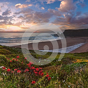 Pink sunset ocean scenery with wild flowers blossoming on summer Odeceixe beach (Aljezur, Algarve, Portugal