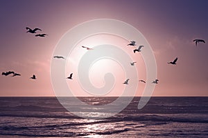 Pink sunset over the ocean, and silhouette of flying birds. Beautiful abstract scene in light purple-pink colors