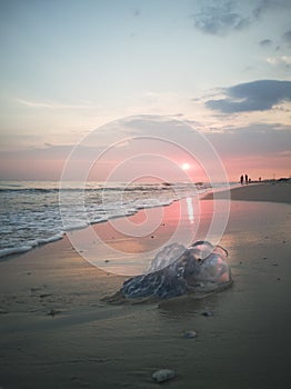 Pink sunset by the sea. Summer days. The foamy waves threw the jellyfish ashore. Warm days