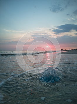 Pink sunset by the sea. Summer days. The foamy waves threw the jellyfish ashore. Warm days