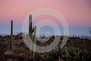 Pink Sunset Skies Over Hugging Saguaros