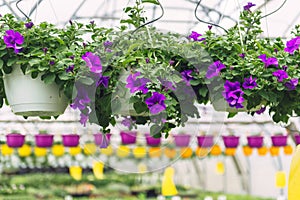 Pink surfinia flower at the garden center retail store. Growing flowers in a greenhouse