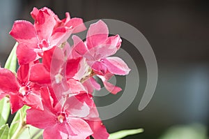 Pink sweet Nerium Oleander flower blooming