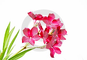 Pink sweet Nerium Oleander flower blooming