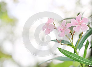 Pink sweet oleander flower or rose bay fragrant oleander, oleander, Nerium oleander L, Nerium indicum Mill and water drop