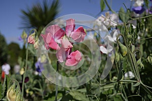 Pink sweet pea in an English country garden