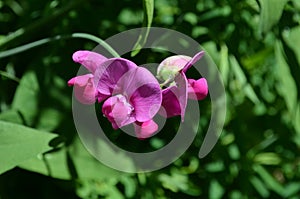 Pink Sweet Pea Flower Blossoms Blooming in a Garden