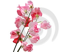 Pink sweet pea flowers isolated on a white background