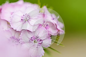 Pink sweet william flower