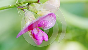 Pink sweetpeas, lathyrus tuberosus. Two-flowered everlasting pea flower. Close up.