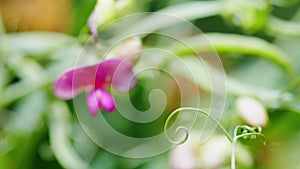 Pink sweetpeas, lathyrus tuberosus. Two-flowered everlasting pea flower. Close up.