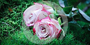 Pink Symphony: Blushing Roses on Green Grass