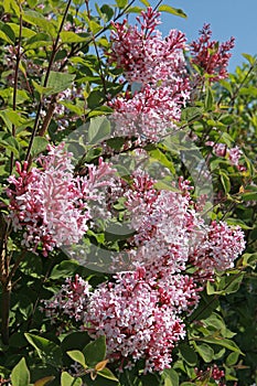 Pink Syringa vulgaris microphylla blooming