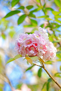 Pink tabebuia