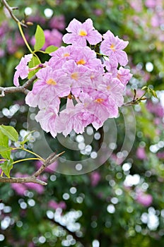 Pink Tabebuia blossom photo