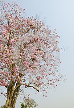 Pink Tabebuia flower blossom