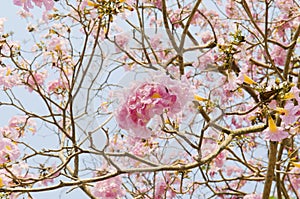 Pink Tabebuia flower blossom