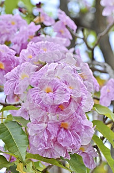 Pink tabebuia rosea