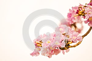 pink Tabebuia Rosea flower isolated on white