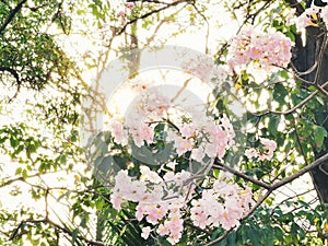 pink Tabebuia Rosea with foliage bokeh