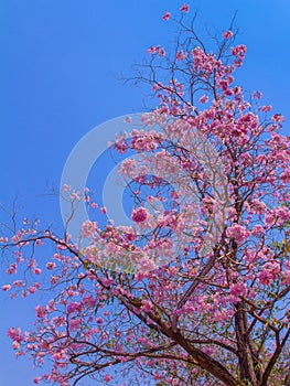 Pink tabebuia tree blooming against blue sky