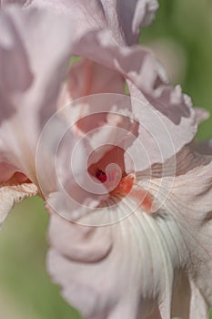 Pink Tall Bearded Iris Vanity macro