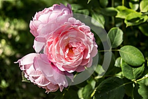 Pink tea rose with leaves closeup