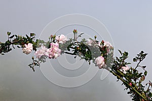 Pink tea roses on a branch form an arch as an entrance to a garden, Big Sur, CA.