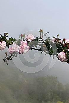 Pink tea roses on a branch form an arch as an entrance to a garden, Big Sur, CA.