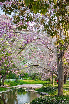 Pink Tecoma