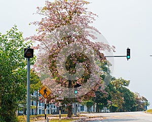 Pink tecoma flower tree or Tabebuia rosea or Pink trumpet tree on the roadside in Malaysia