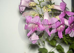 Pink Tecoma flowers