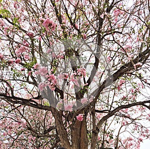 Pink Tecoma in Kasetsart University Kamphaengsaen Campus