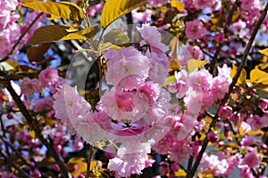 Pink tenderness of Sakura, a amazing start to spring. photo